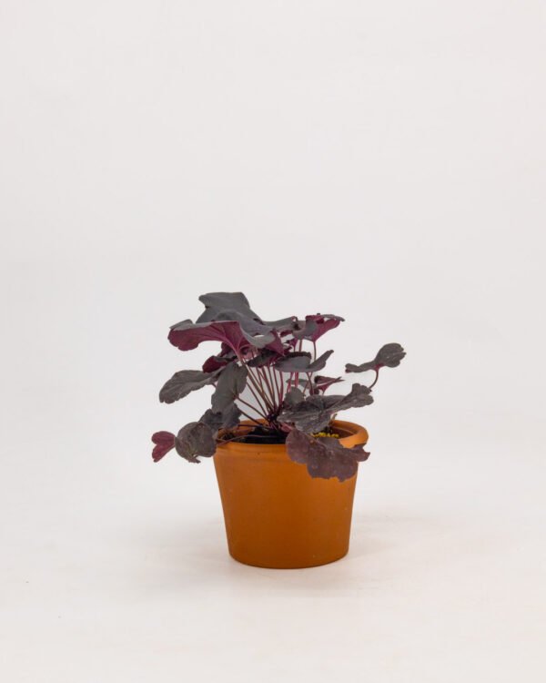 Heuchera - immagine 2