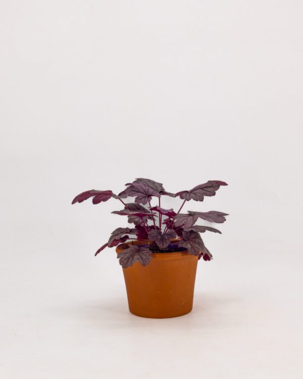 Heuchera - immagine 3