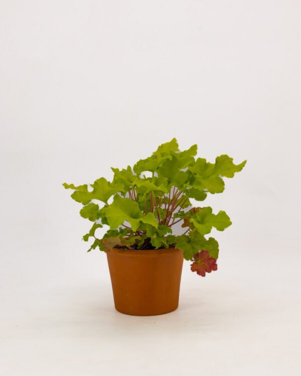 Heuchera - immagine 1