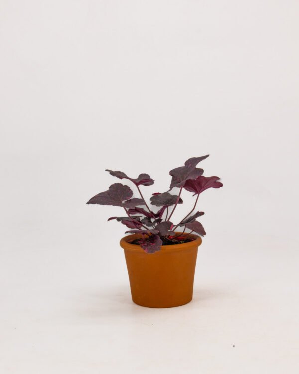 Heuchera - immagine 4