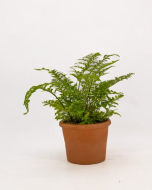Asplenium 'Parvati'