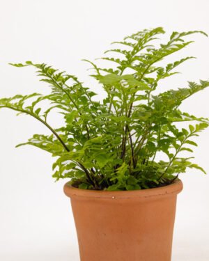 Asplenium 'Parvati' - immagine 3