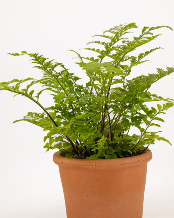 Asplenium 'Parvati' - immagine 3