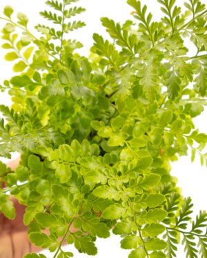 Asplenium 'Parvati' - immagine 2