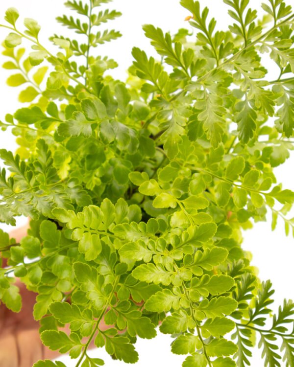 Asplenium 'Parvati' - immagine 2