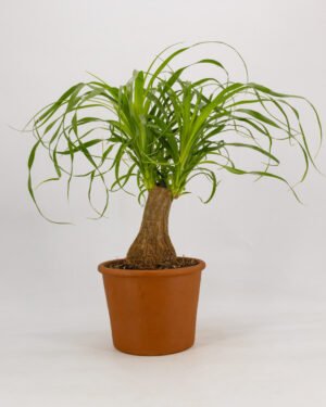 Beucarnea recurvata
