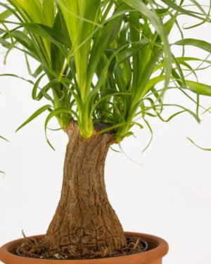 Beucarnea recurvata - immagine 3