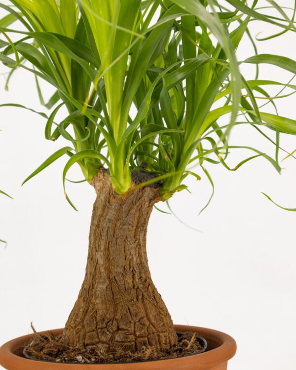 Beucarnea recurvata - immagine 3