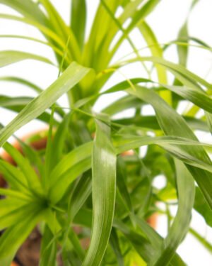 Beucarnea recurvata - immagine 2
