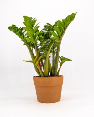 Zamioculcas 'Zenzi'