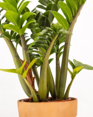 Zamioculcas 'Zenzi' - immagine 3