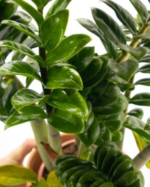 Zamioculcas 'Zenzi' - immagine 2