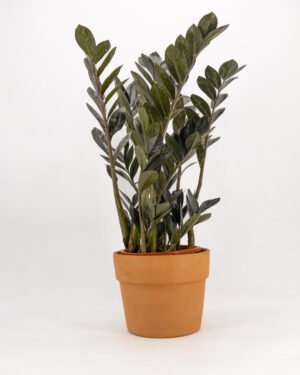 Zamioculcas raven