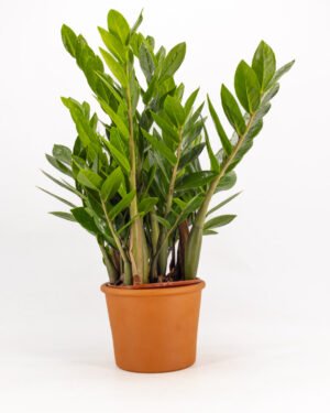 Zamioculcas