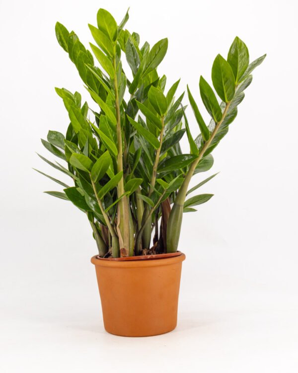 Zamioculcas - immagine 1