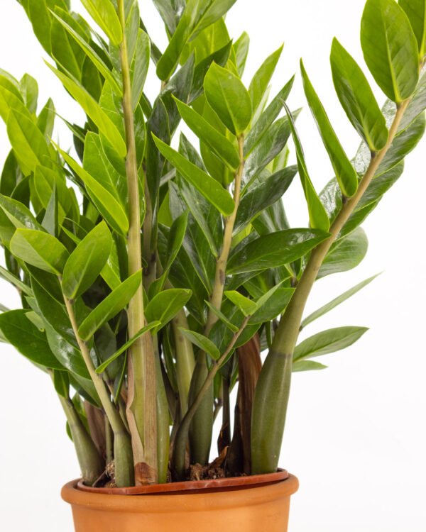 Zamioculcas - immagine 3