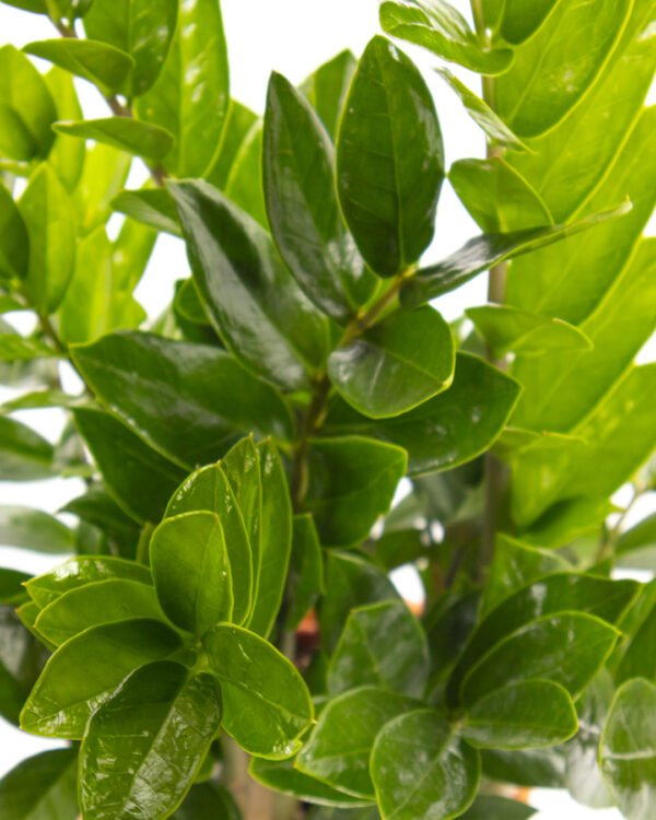 Zamioculcas - immagine 2