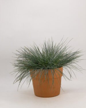 Festuca gauca - immagine 2