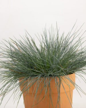 Festuca gauca - immagine 3