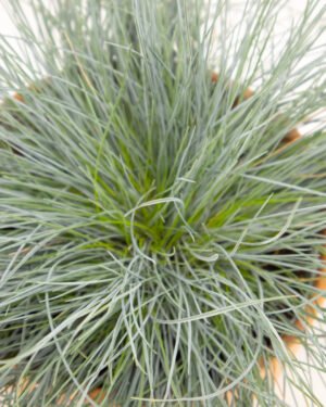 Festuca gauca