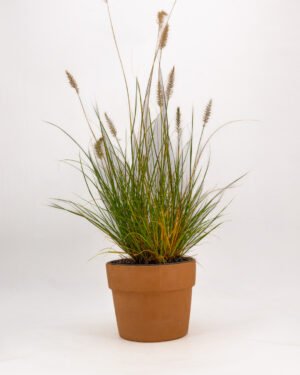 Pennisetum alopecuroides 'Hameln' - immagine 2