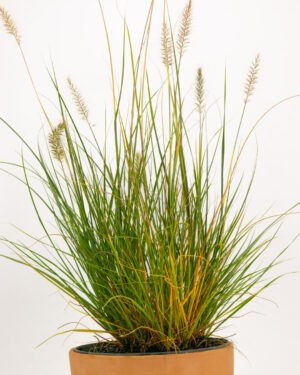 Pennisetum alopecuroides 'Hameln' - immagine 3