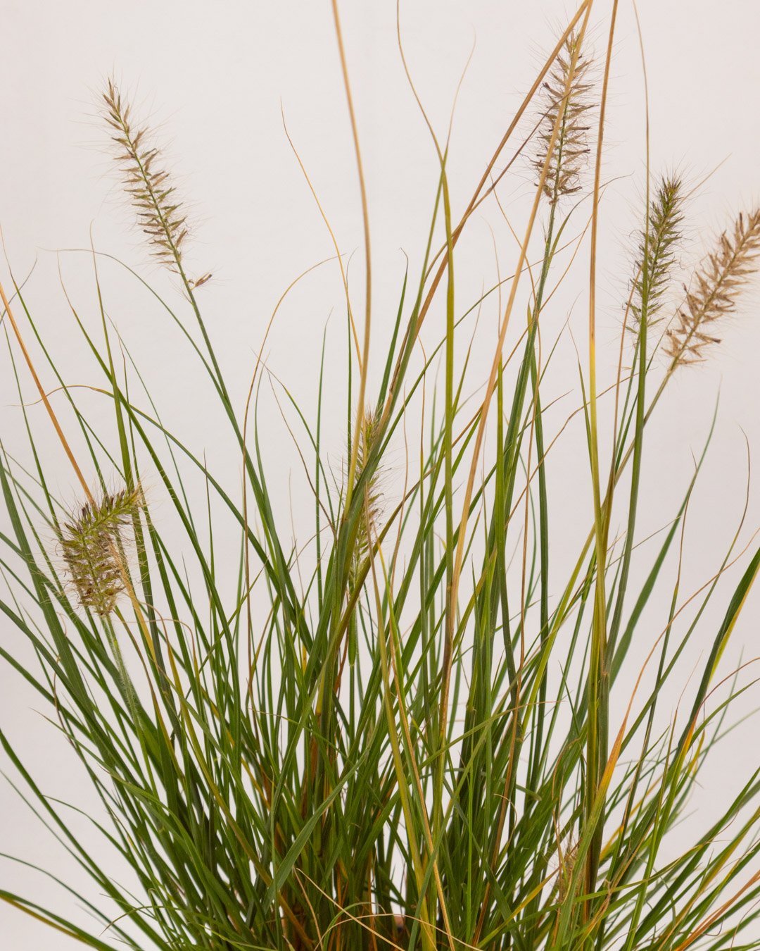 vivai-brugna-794 Pennisetum alopecuroides 'Hameln' - immagine 1