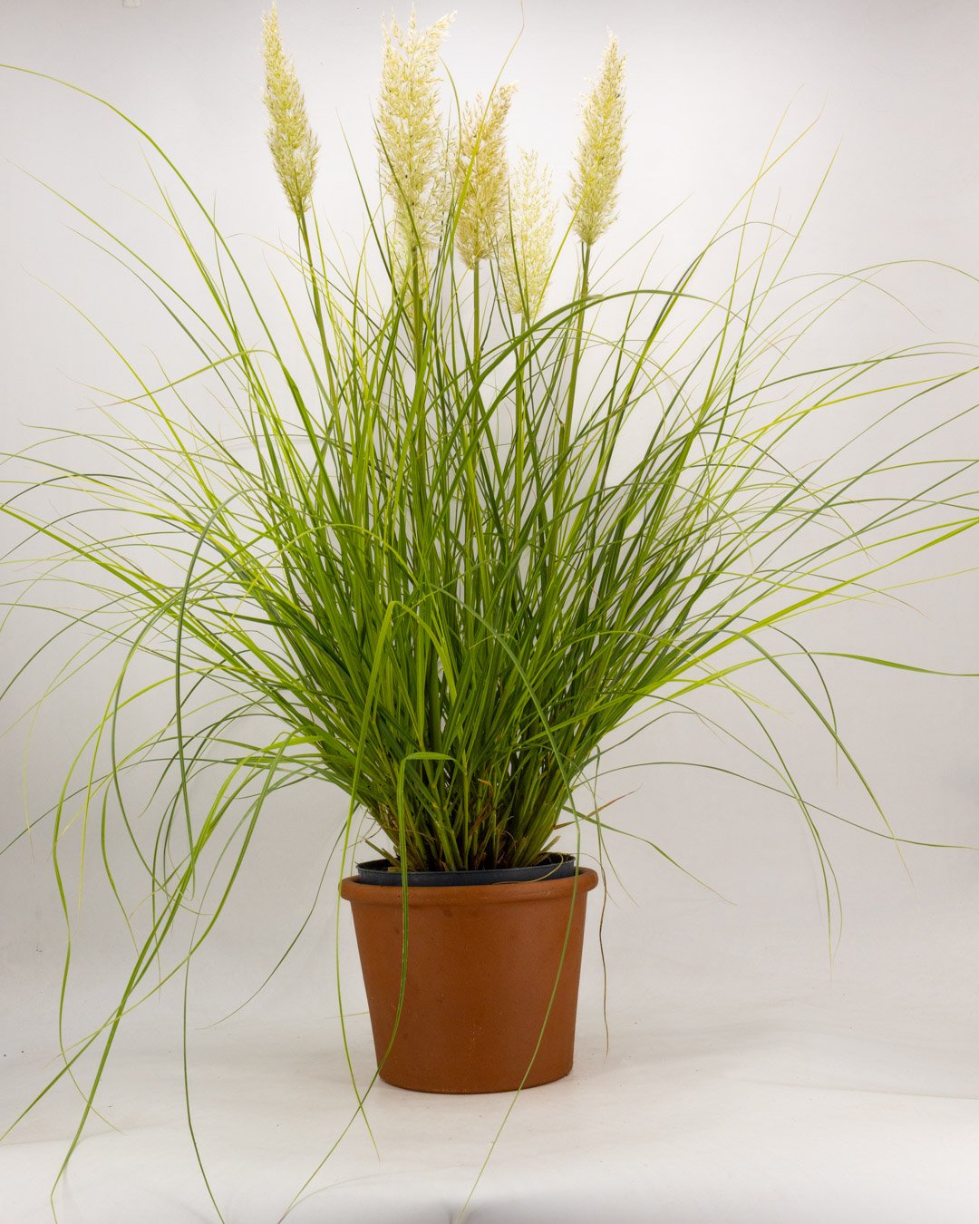 vivai-brugna-795 Cortaderia selloana 'Tiny Pampa' - immagine 1