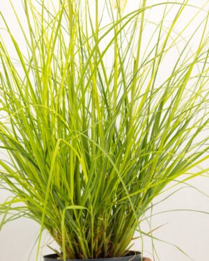 Cortaderia selloana 'Tiny Pampa' - immagine 3
