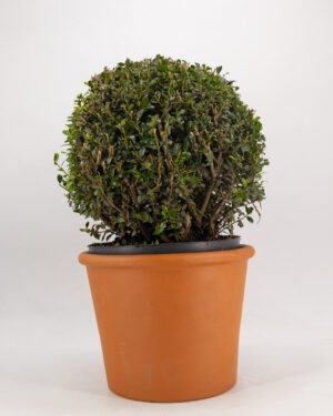 Ilex crenata