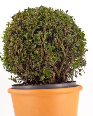 Ilex crenata - immagine 3