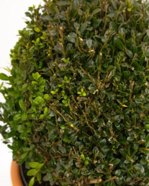Ilex crenata - immagine 2