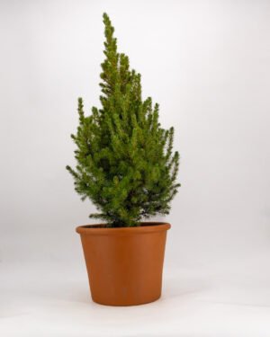 Picea glauca 'Conica'