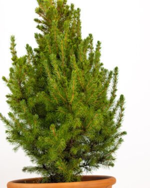 Picea glauca 'Conica' - immagine 3