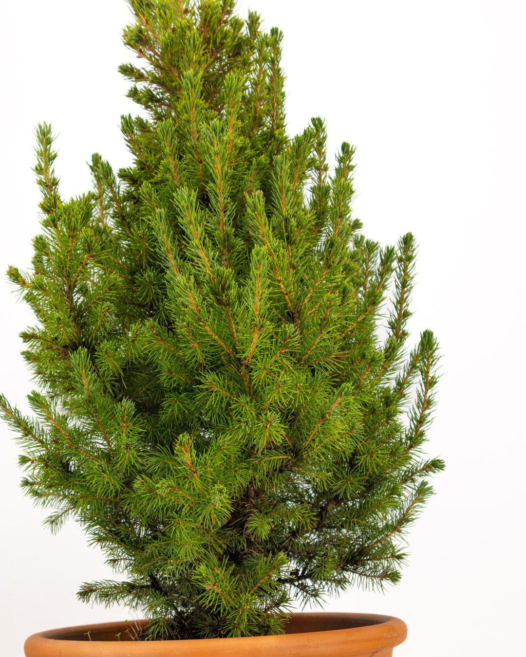 vivai-brugna-802 Picea glauca 'Conica' - immagine 3