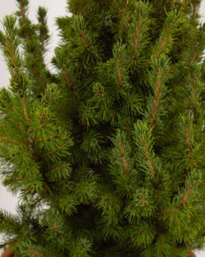 Picea glauca 'Conica' - immagine 2