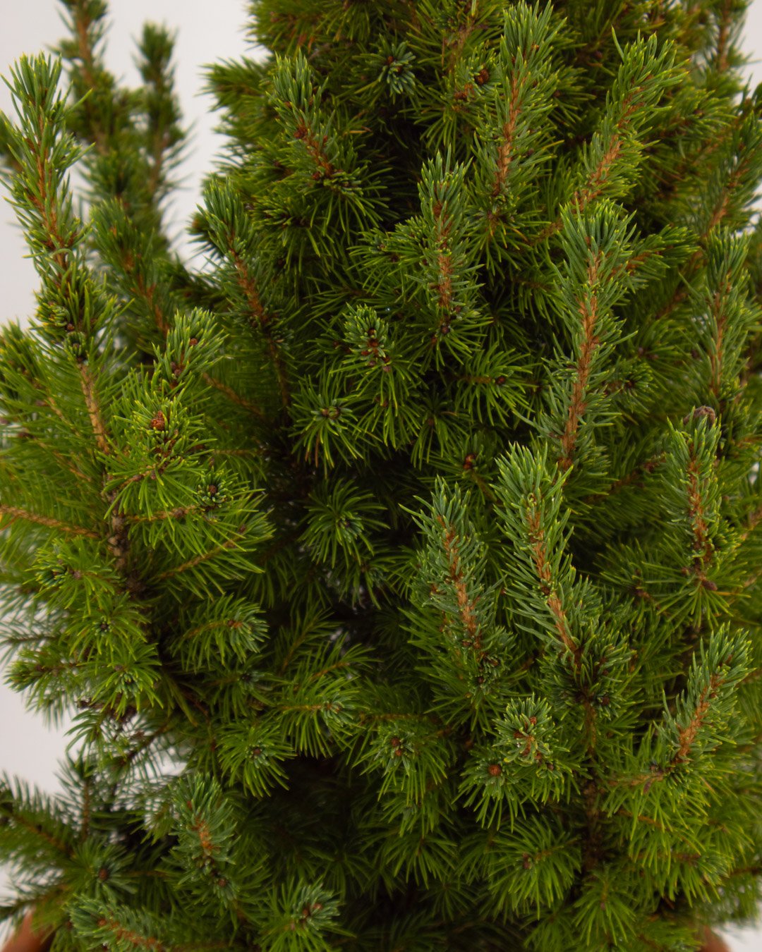 vivai-brugna-803 Picea glauca 'Conica' - immagine 2