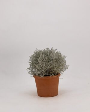 Calocephalus brownii