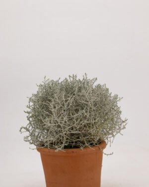 Calocephalus brownii - immagine 3