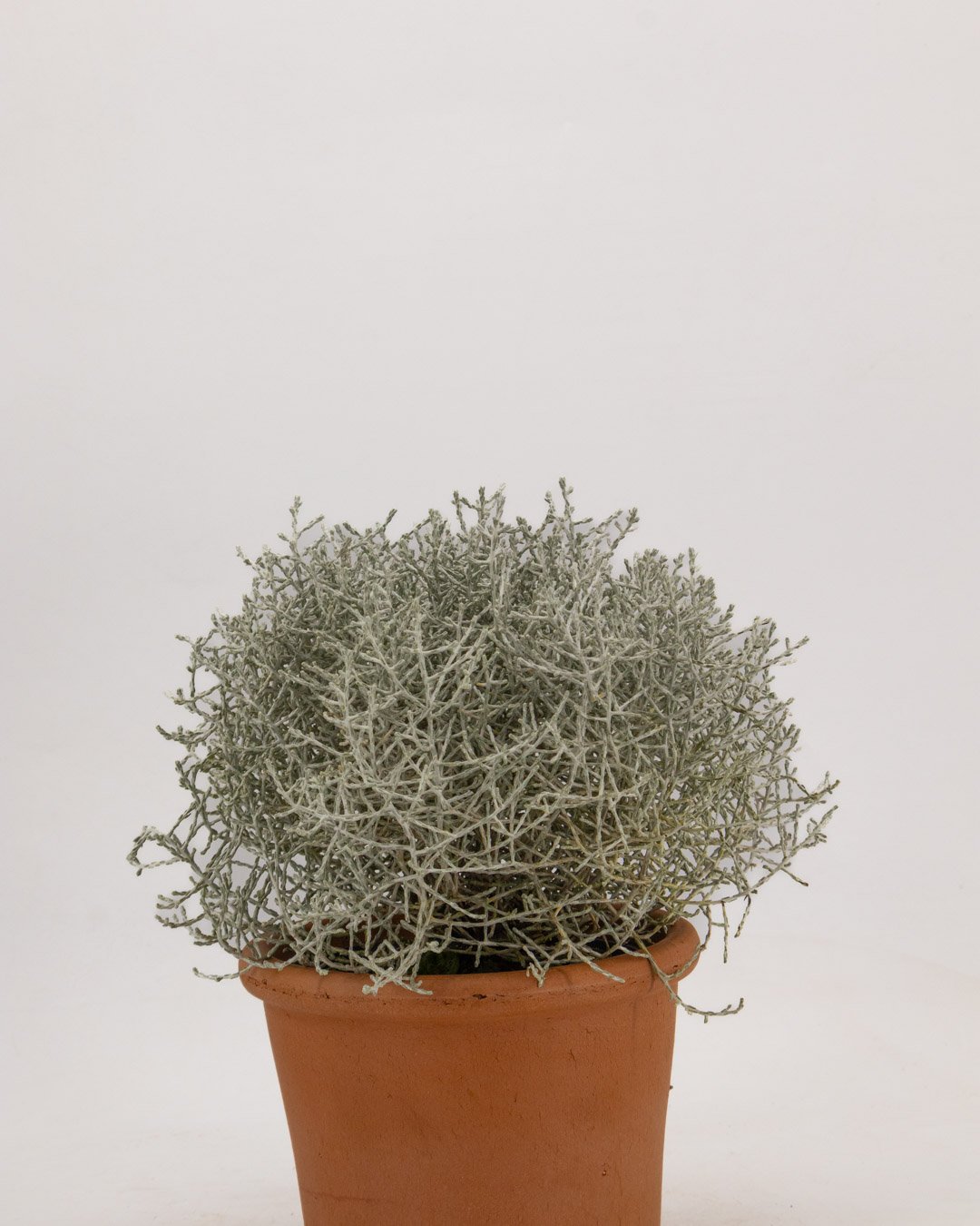 vivai-brugna-805 Calocephalus brownii - immagine 3