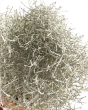 Calocephalus brownii - immagine 2