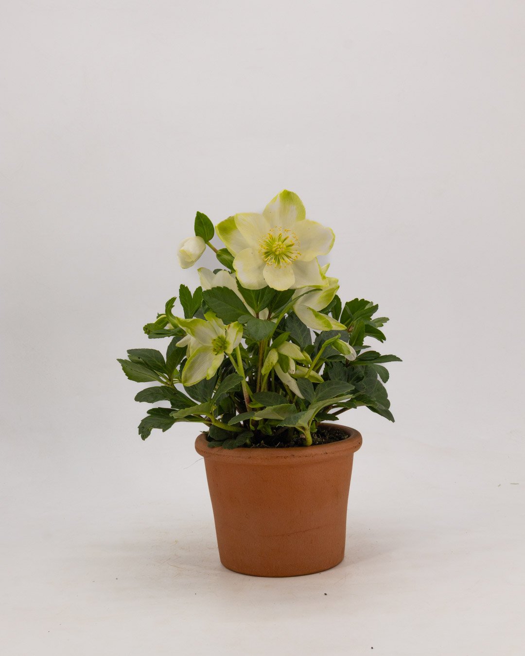 vivai-brugna-807 Helleborus - immagine 3
