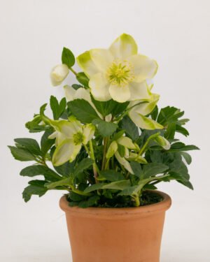 Helleborus - immagine 2