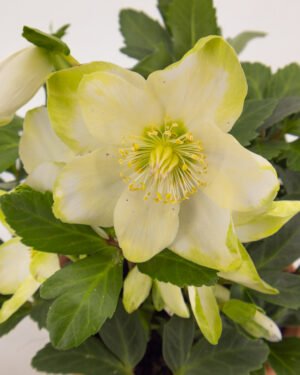 Helleborus