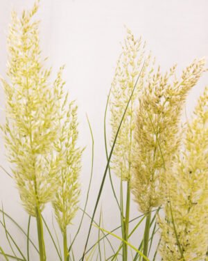 Cortaderia selloana 'Tiny Pampa' - immagine 2