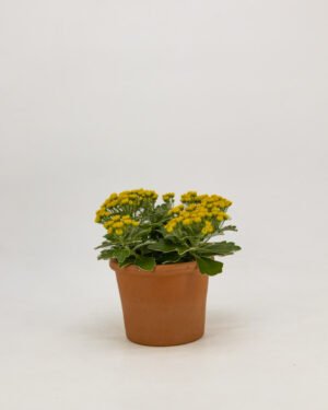 Ajania pacifica - immagine 2