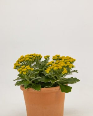 Ajania pacifica - immagine 3