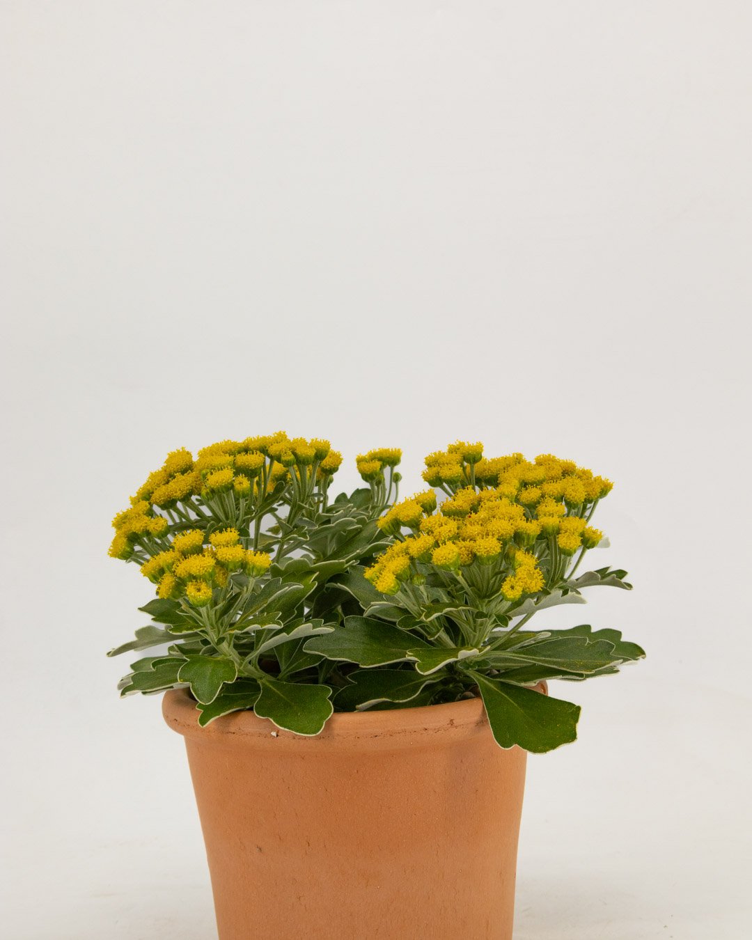 vivai-brugna-812 Ajania pacifica - immagine 3