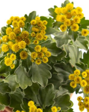 Ajania pacifica - immagine 4