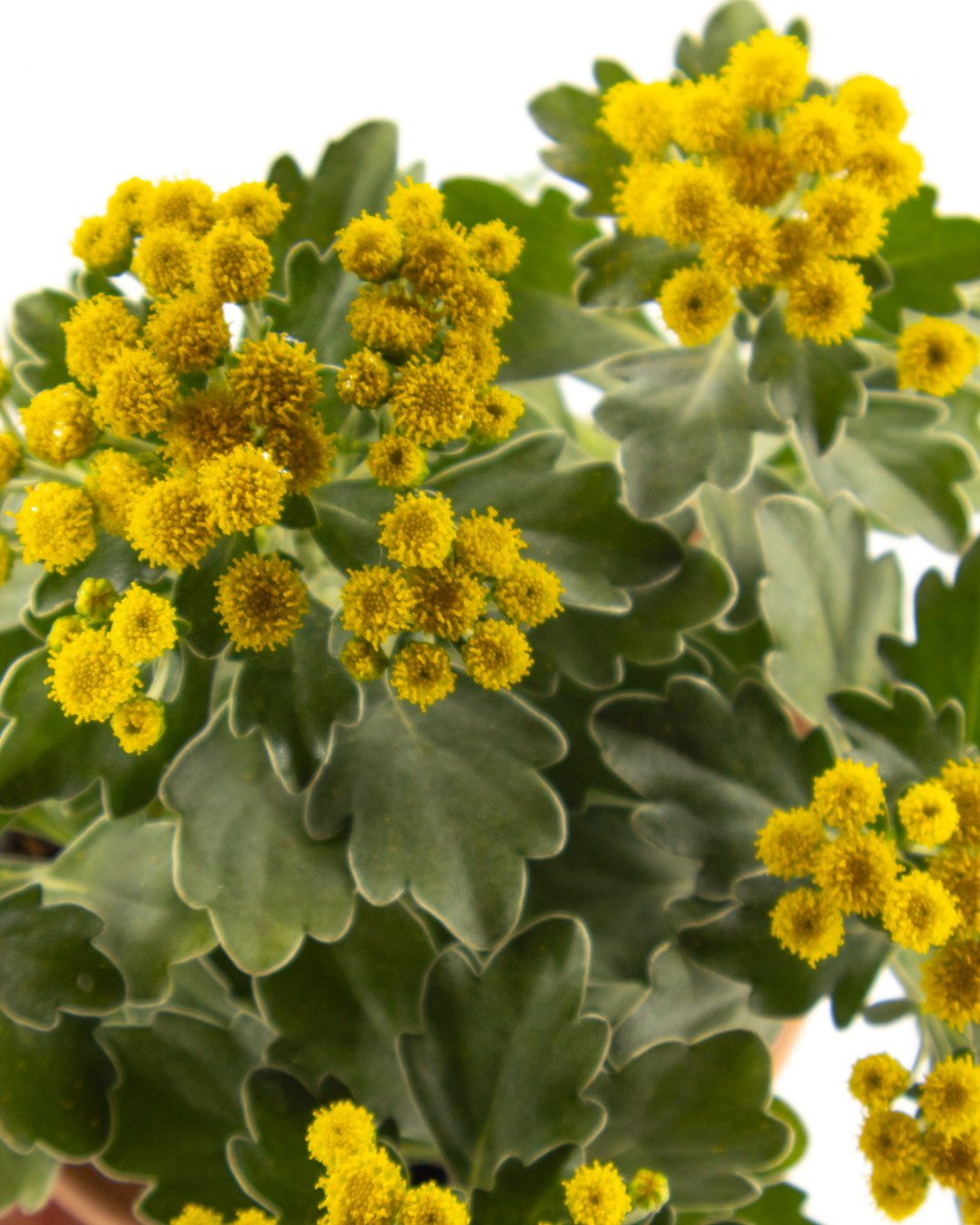 vivai-brugna-813 Ajania pacifica - immagine 4